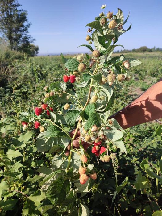 Малина Полана ва Полька, оригинал