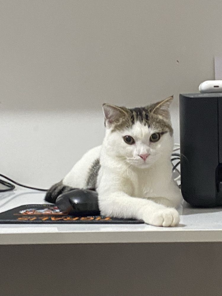 нужет кот на взяку