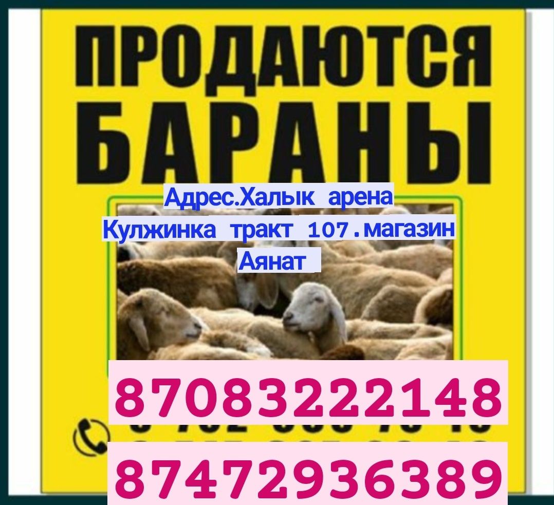 Кой Бараны токтушки продаётся 35000тысч г Алматы Большой выбор