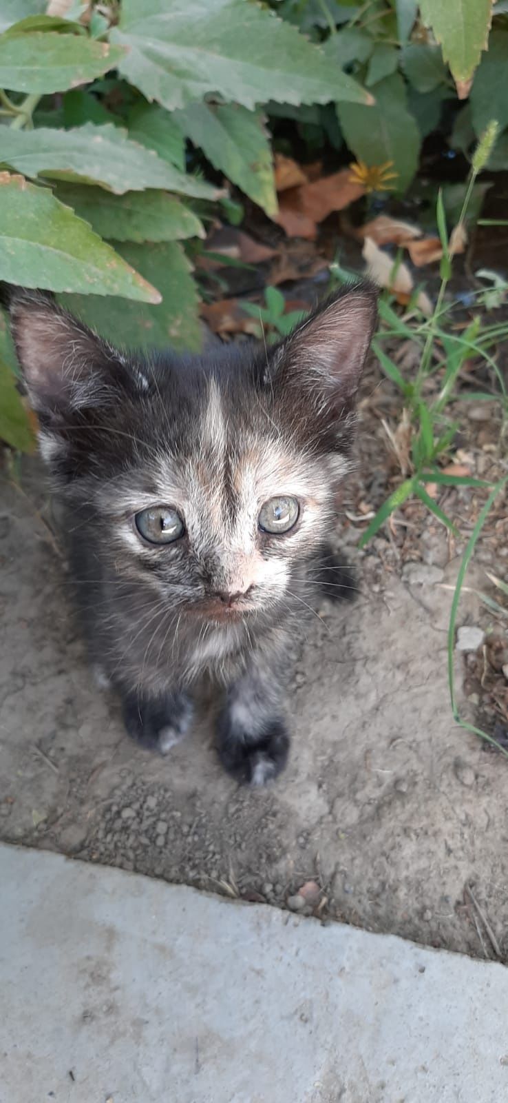 Мысық, отдам котёнка, Арыс