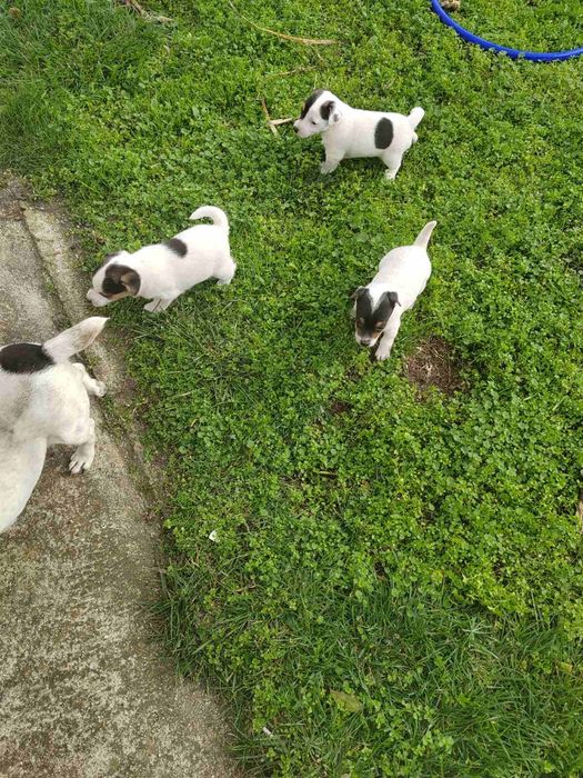 Продавам Джак Ръсел териер