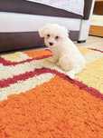 Bichon Maltez jucaus