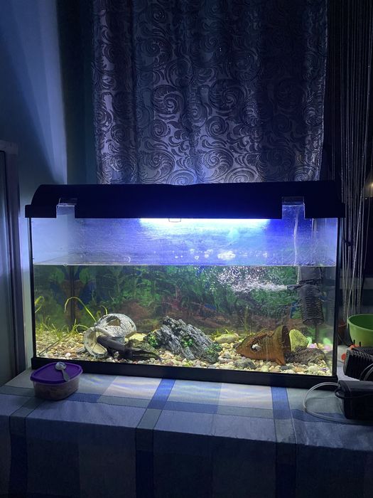 Аавариум с рыбами