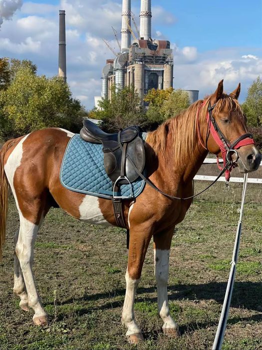 Pinto pentru echitație