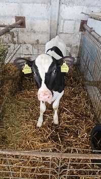 Vand tineret femel Holstein