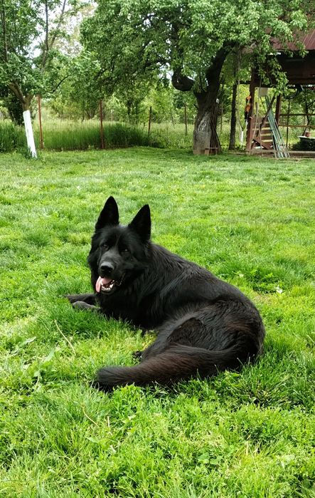 Mascul Ciobanesc german cu pedigree