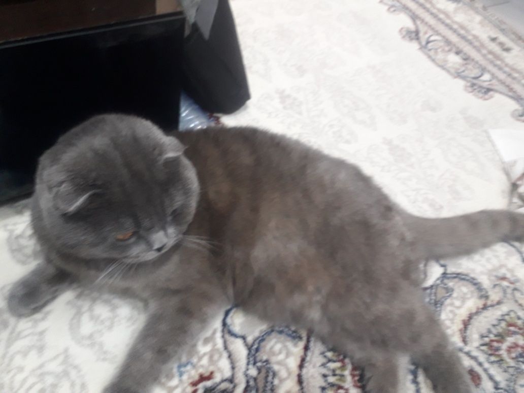 Сотиладиган шотландский мушук 1 ёш яахши