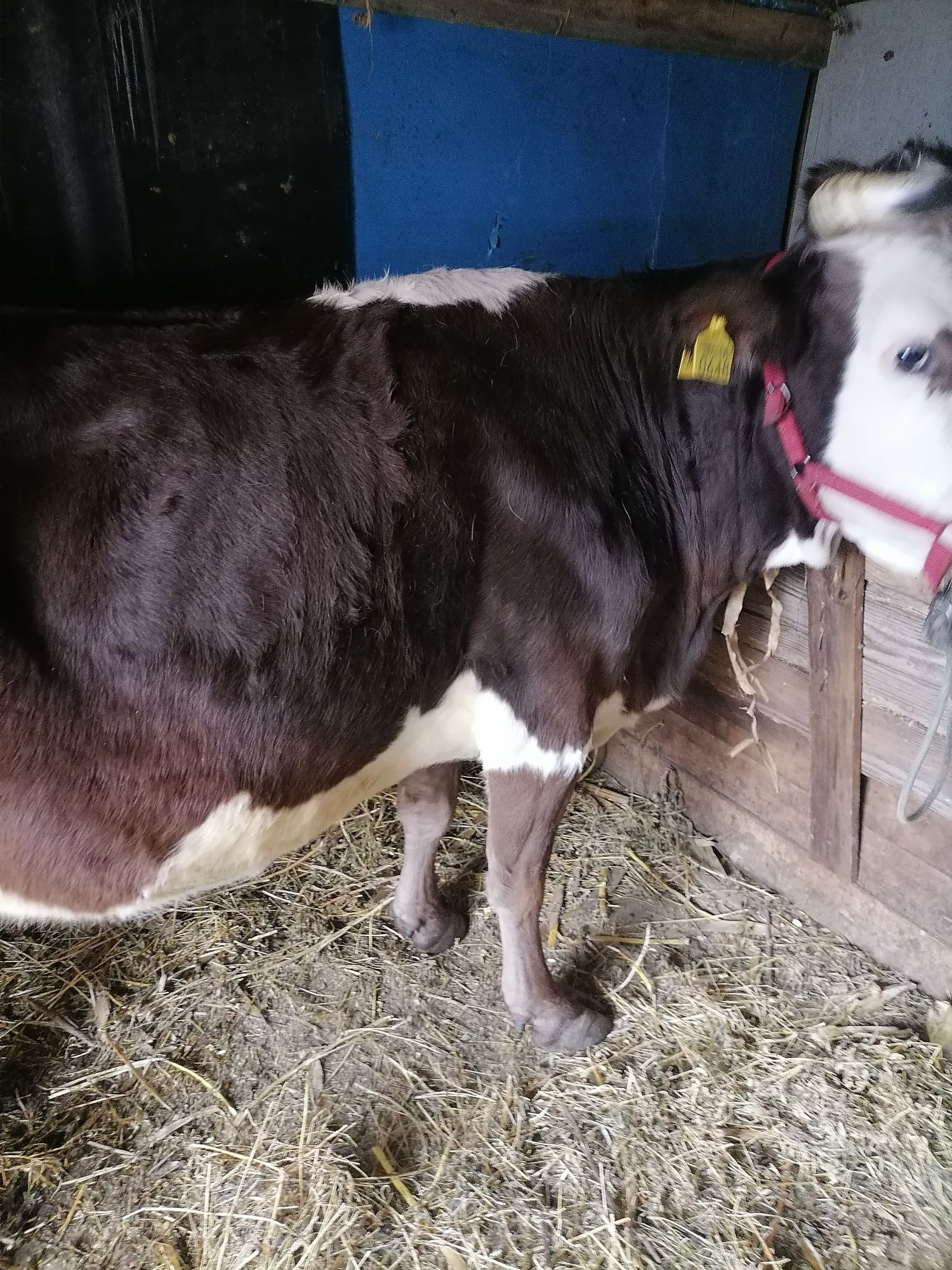 Vaca si vitica baltata românească