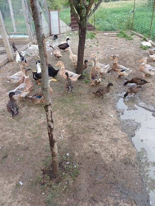 Rate macaitoare de vanzare