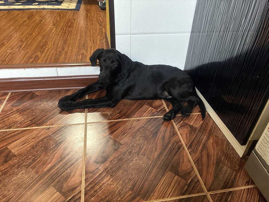 Лабрадор 3.5 месяца
