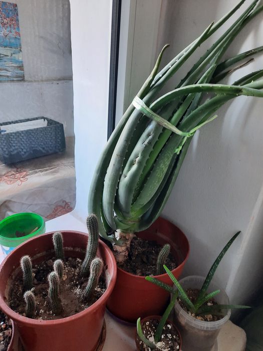 Продам цветы алоэ и кактуса