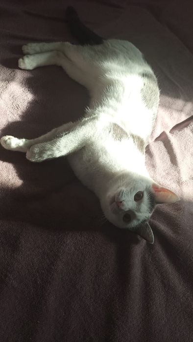 Отдам кота в добрые руки