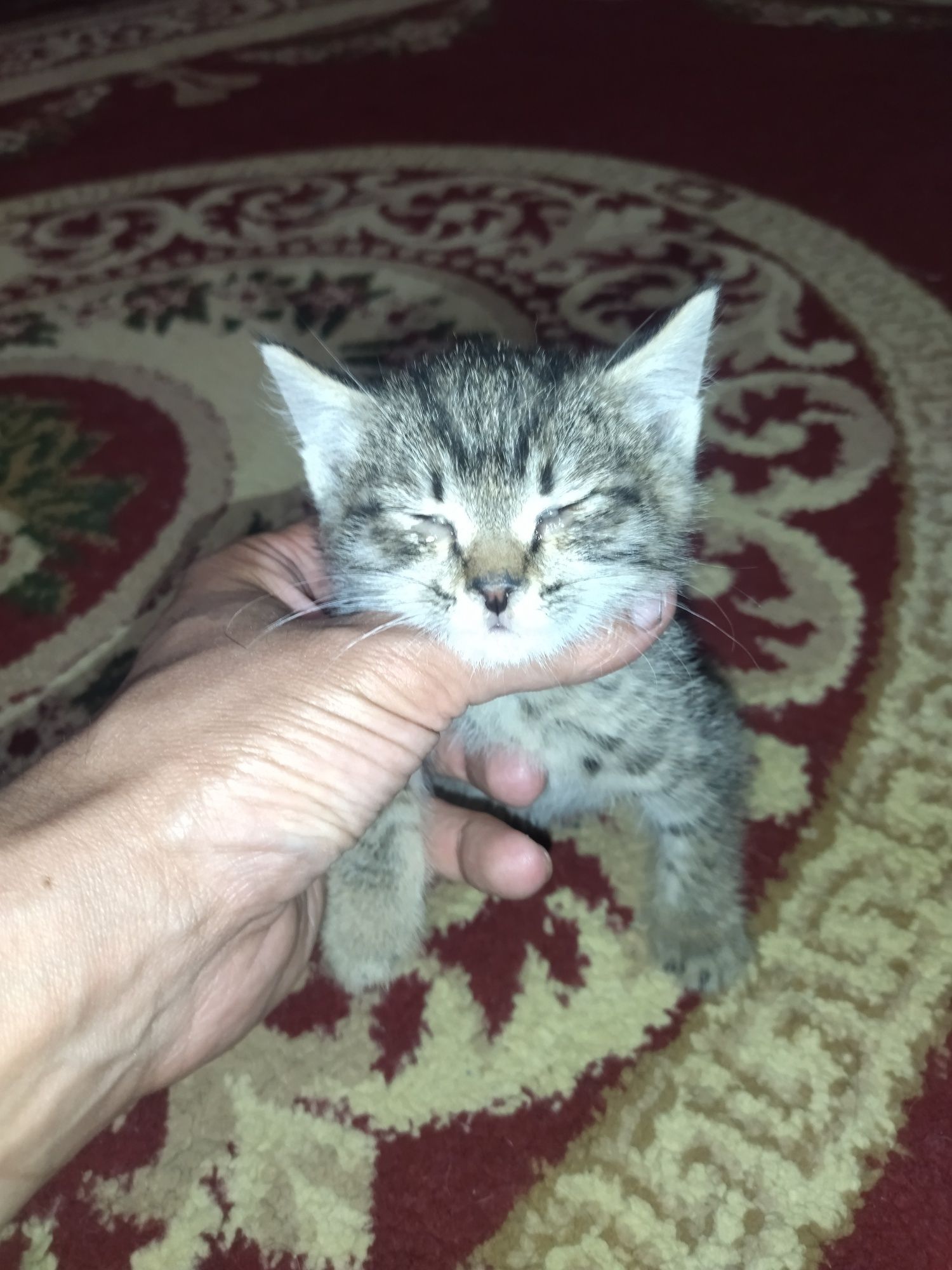 Котята отдам в хорошие руки