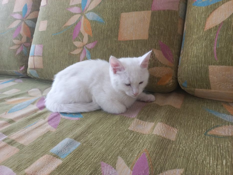 Мушукча сотилади зоти турк ангора