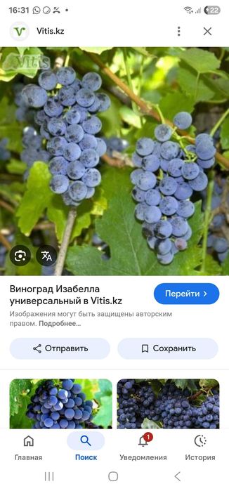 Виноград винный "Изабелла"