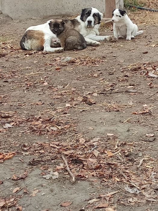 Chista alabay bolalari sotiladi srochna  1 oylik ovqat yeyapti