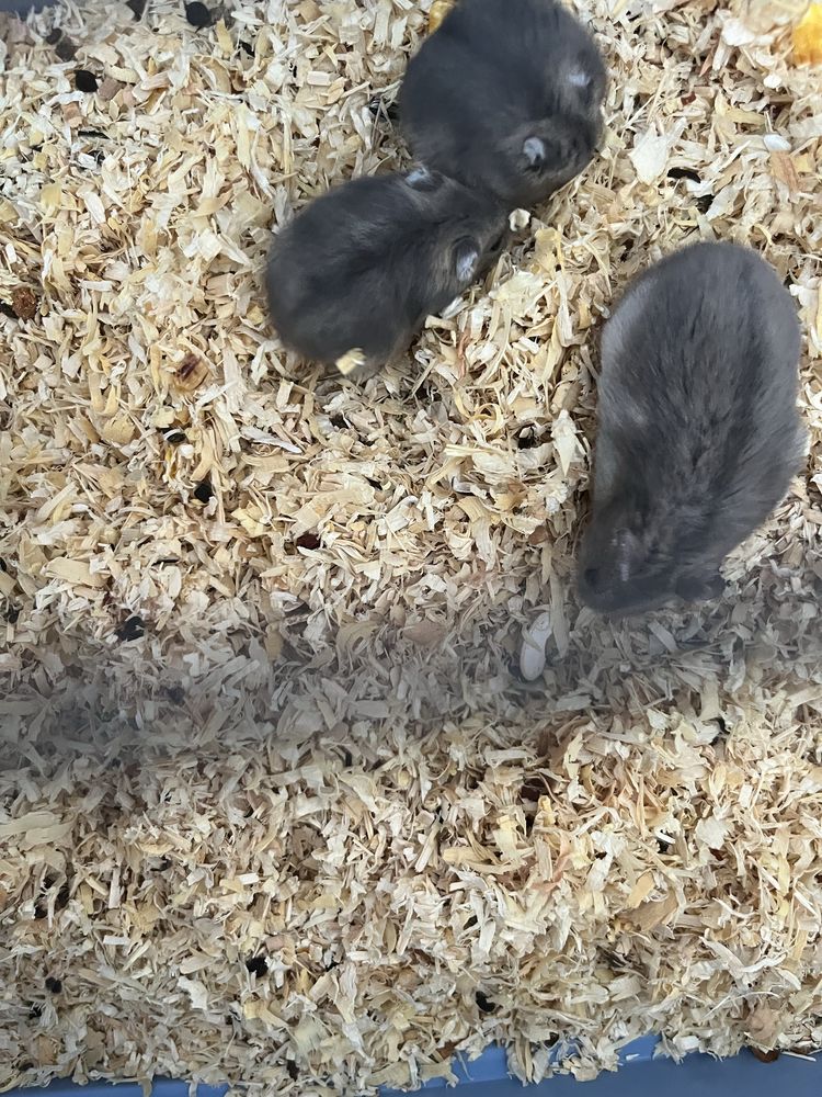 Vând hamsterii pitici!!