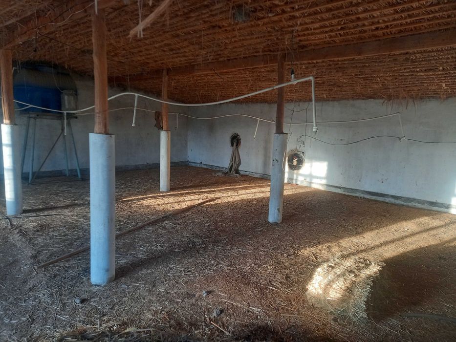 Tovuq ferma 20 sotix