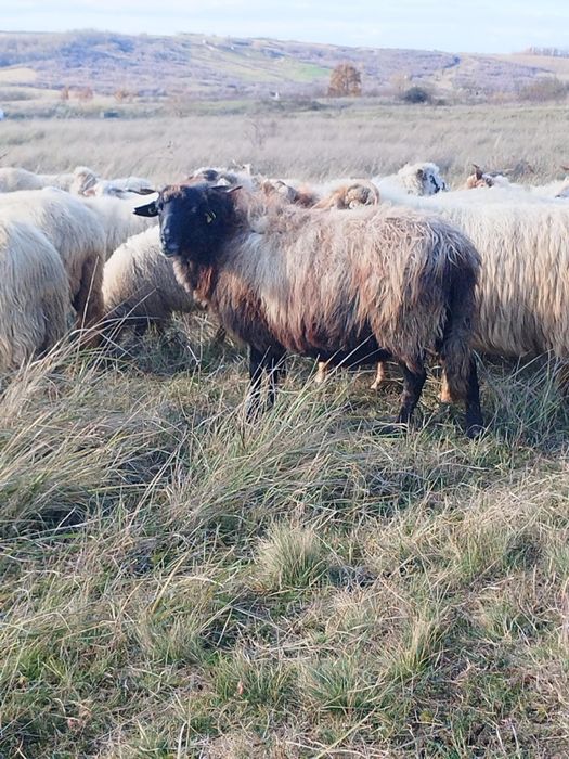 Vand 140 de oi Ratka majoritatea, și metis