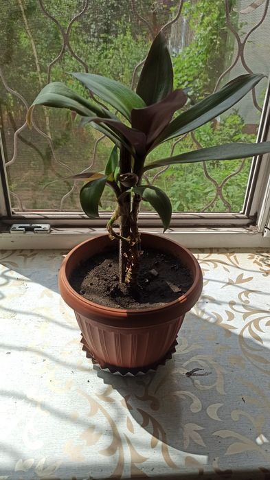 Рео (Ладья Моисея) цветки