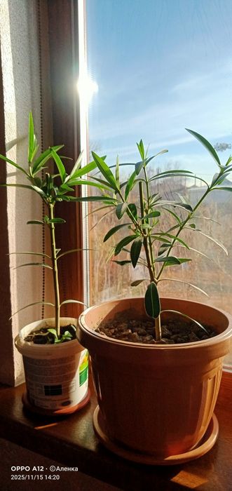 Олеандр  махровый .