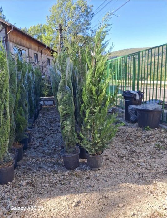 Leylandii chiparos transport gratuit oriunde in tara