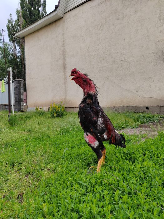 Дакан Кореец Китай