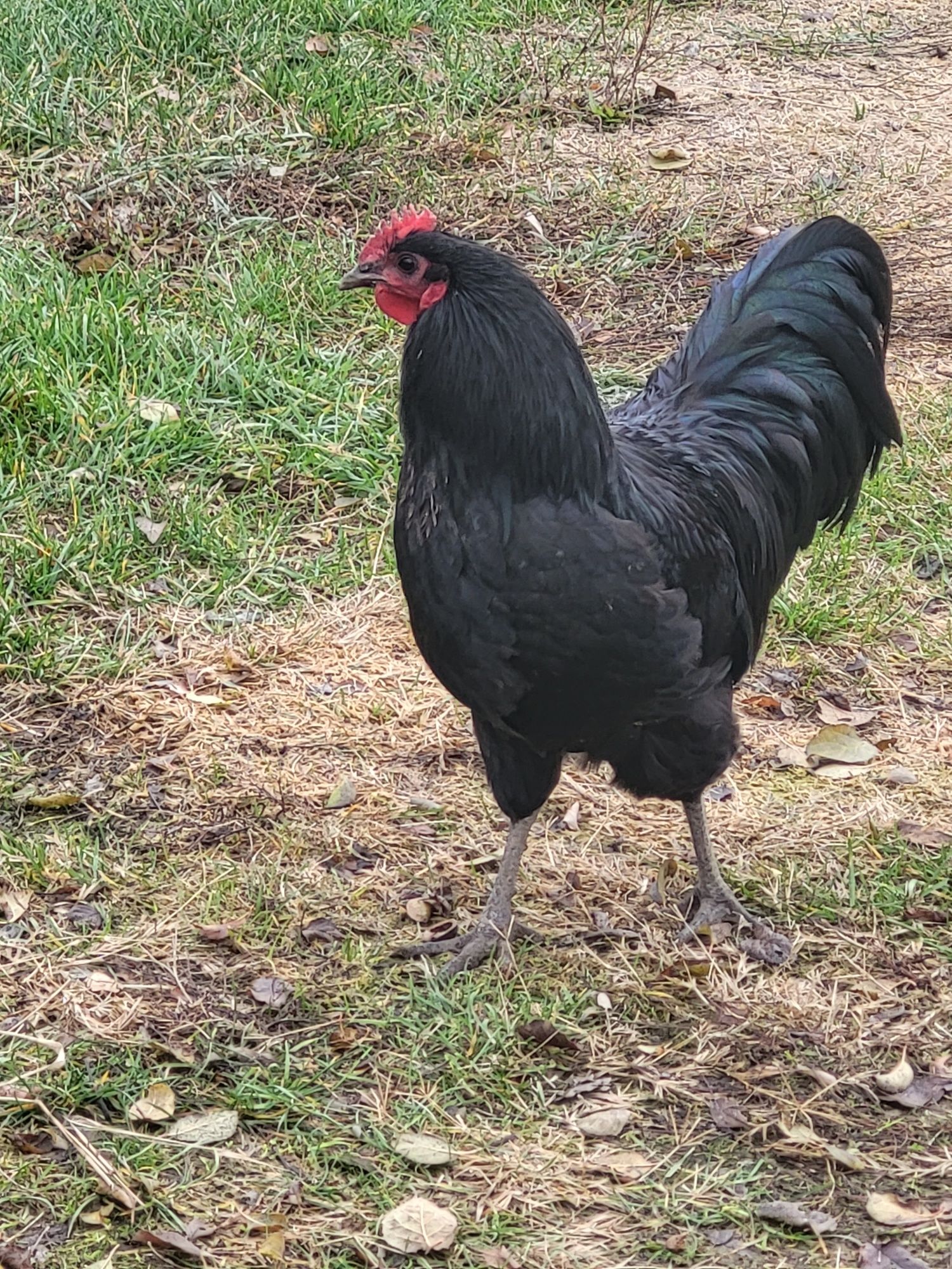 Cocosi australorp