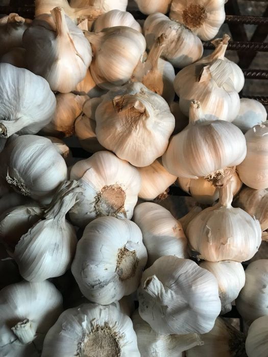 Usturoi de consun si plantat