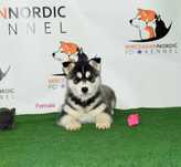 Cățelușa Husky Siberian