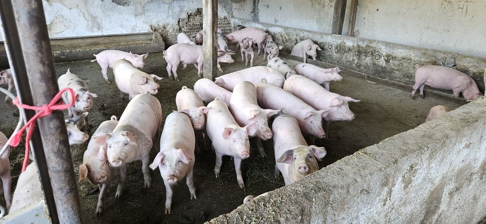 Прасета ОТ 30 ДО 140КГ