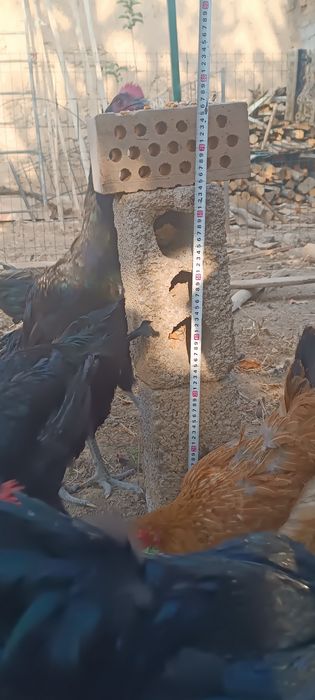 Qora shaxzoda jo'ja xo'rozlari sotiladi