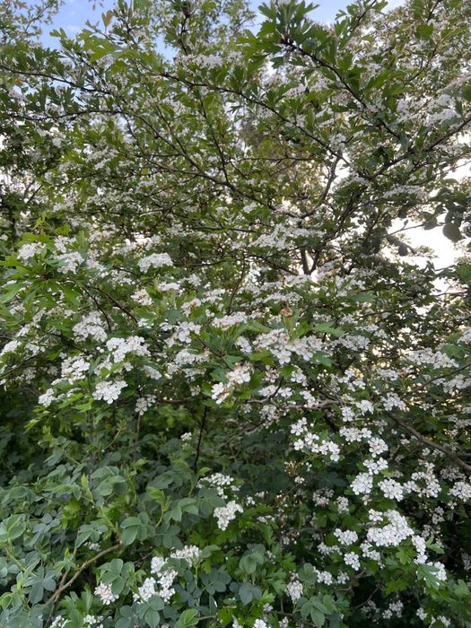 Vând  POLEN păducel 2025 crud