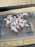 Soricei de laboratori, sobolani dumbo, sobolani fara blana, hamsteri