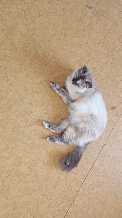 Отдам в хорошие руки кошку