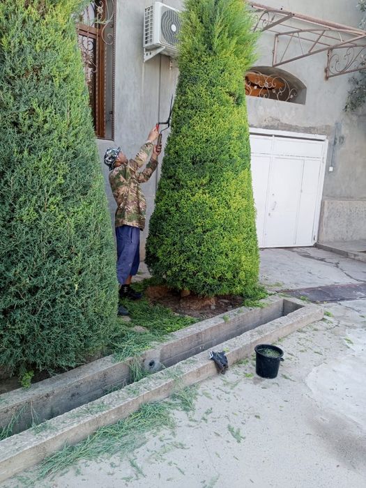 Арча кесиш дорилаш Газон Ланшафт