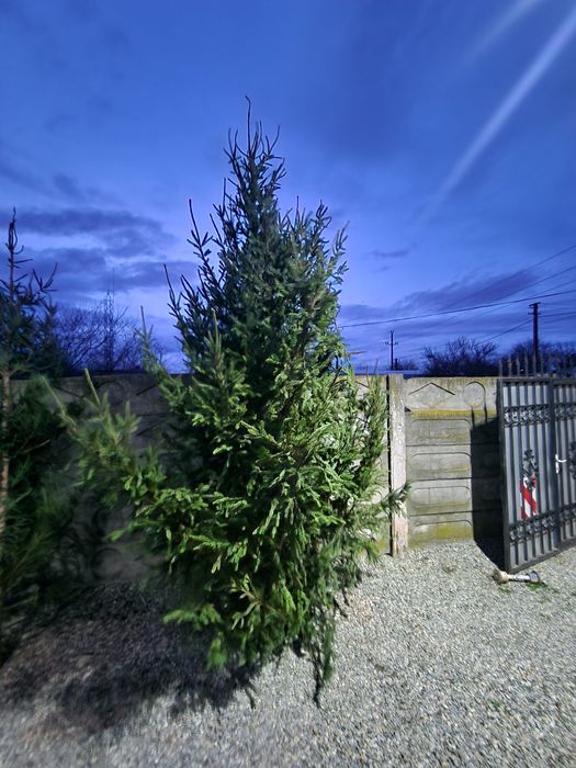 Vând  2 brazi naturali de Crăciun