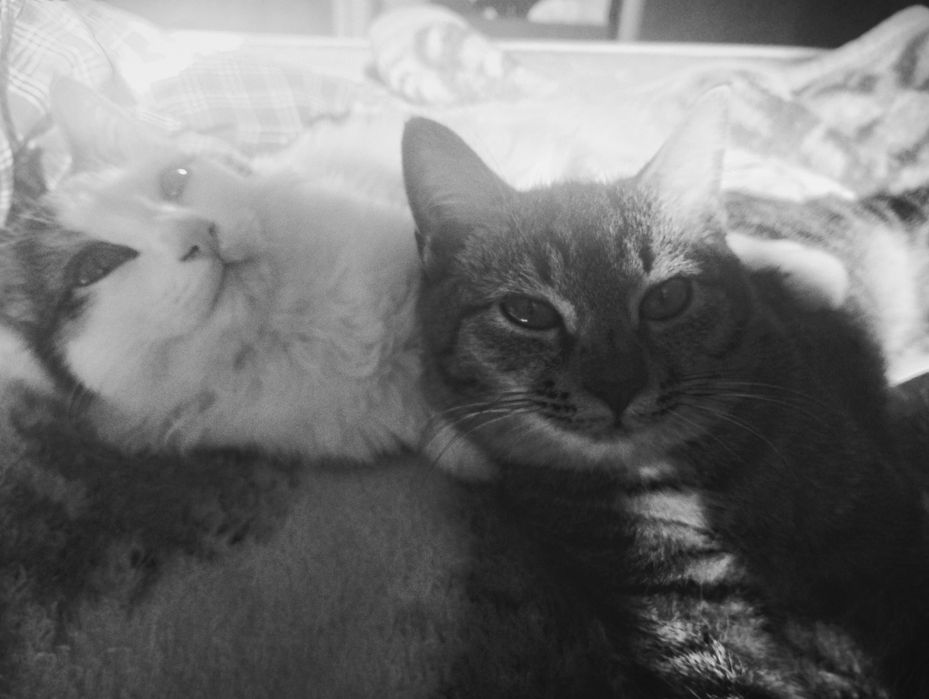 Отдам котят в хорошие руки