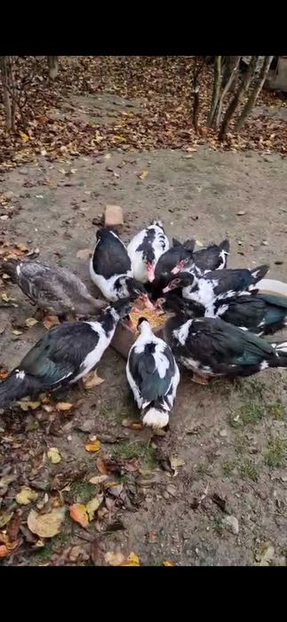 Rate lesesti de vanzare