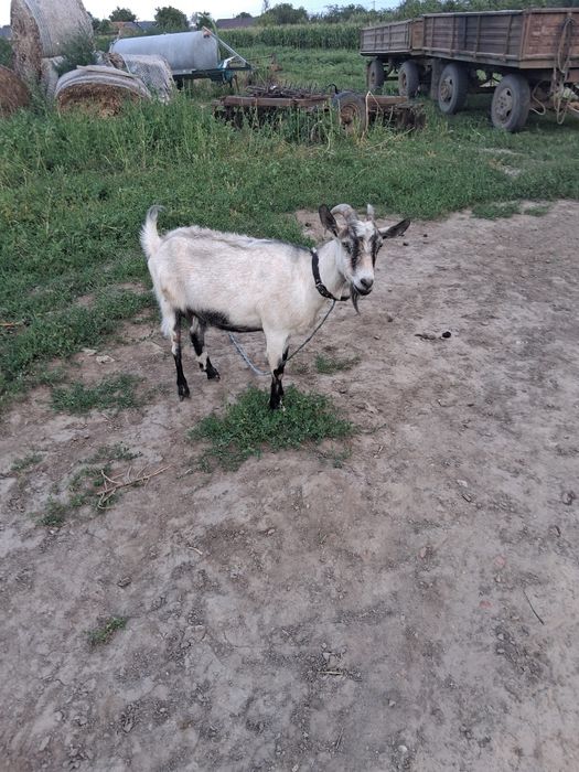 Vând doua capre tinere