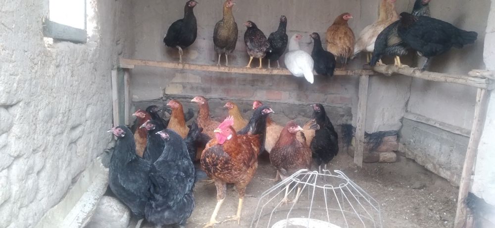 Yosh tovuqlar sotiladi