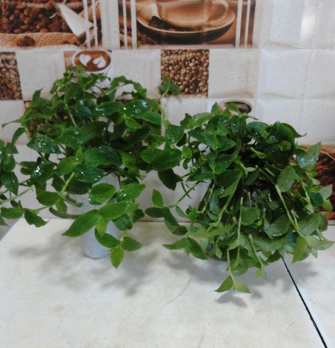 Традесканция растение для дома.