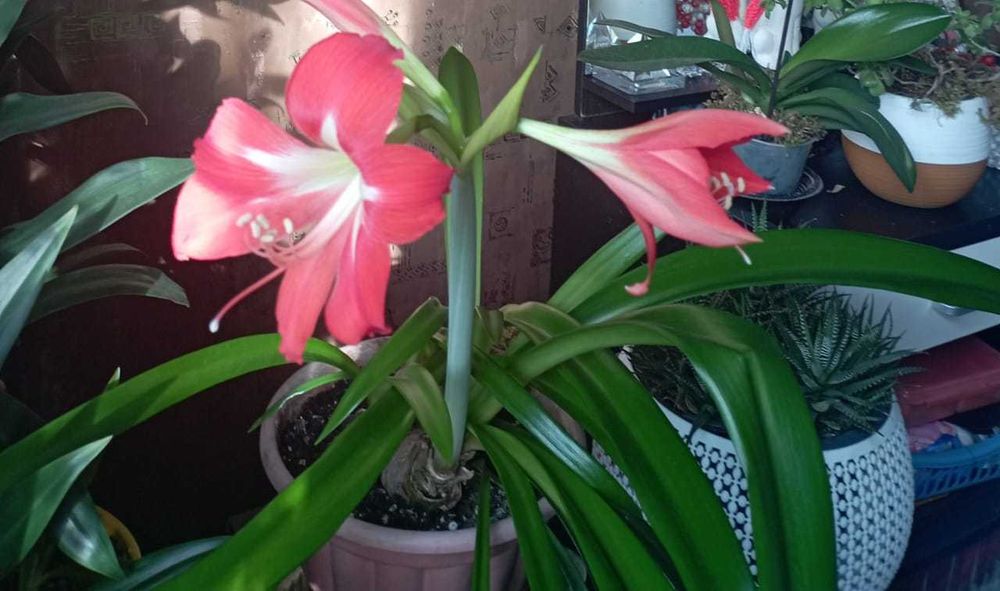 Продам комнатные растения