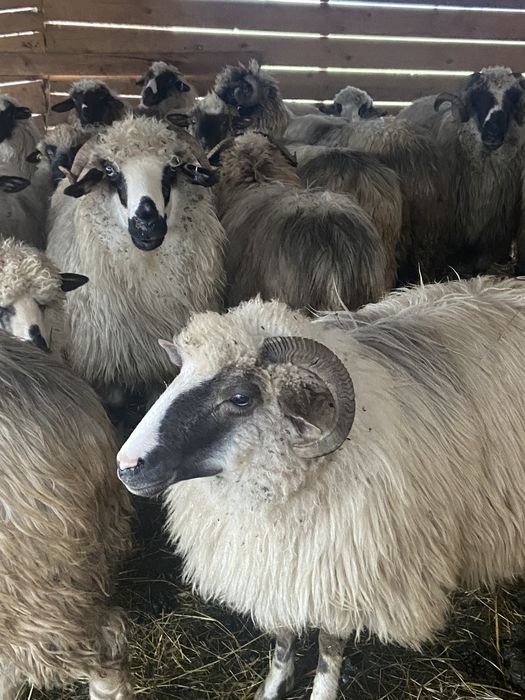 Vând 17 oi gestante + 3 berbeci + 4 miele –