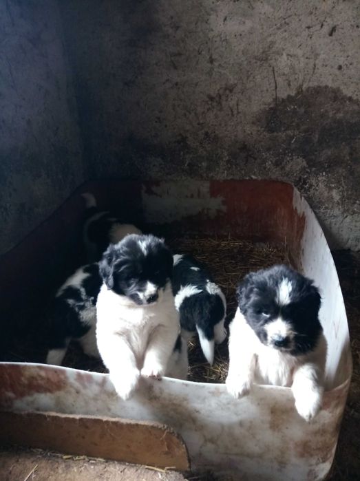 Свободни каракачанки