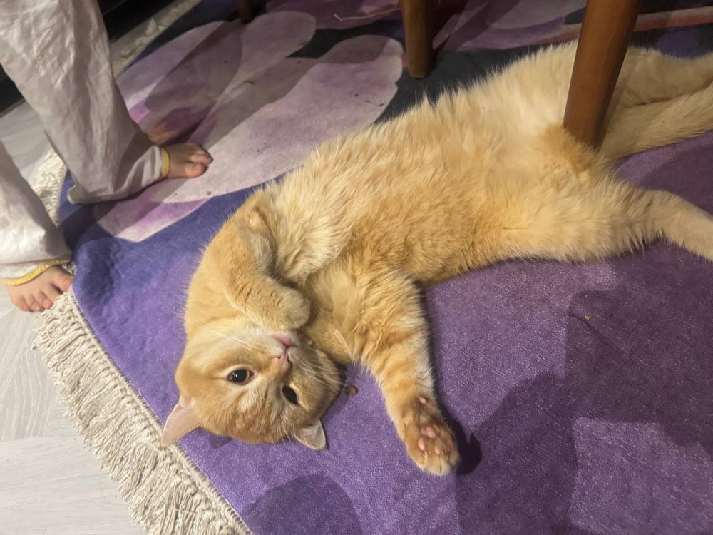 Кот на вязку Британская короткошерстная