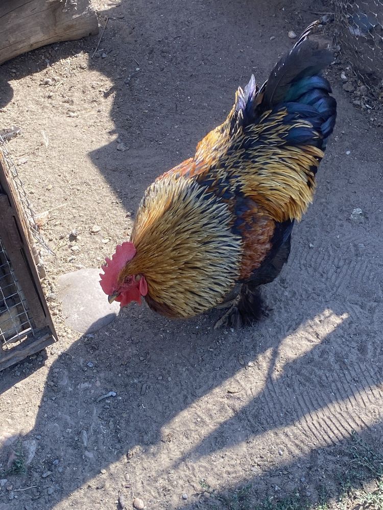 Петухи продам, несколько штук