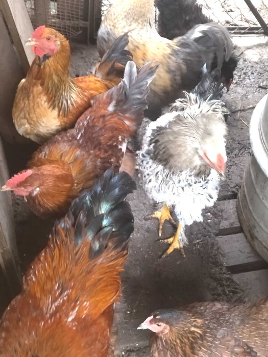 Млади домашни петли