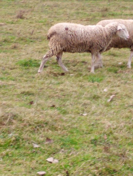 Vând oaie tânără