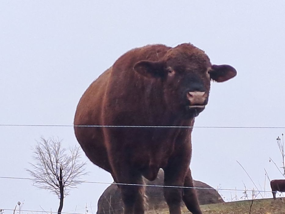 Vand taur angus de origine certificat